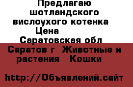 Предлагаю шотландского вислоухого котенка › Цена ­ 3 500 - Саратовская обл., Саратов г. Животные и растения » Кошки   